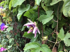 Passiflora alata × caerulea