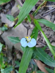 Commelina auriculata