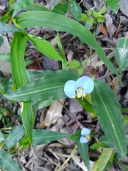 Commelina auriculata