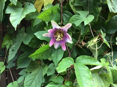 Passiflora alata × caerulea