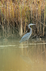 Ardea herodias