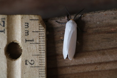 Pygarctia flavidorsalis