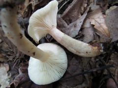 Lactarius cinereus
