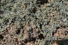Atriplex amnicola