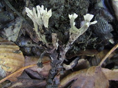 Thelephora anthocephala