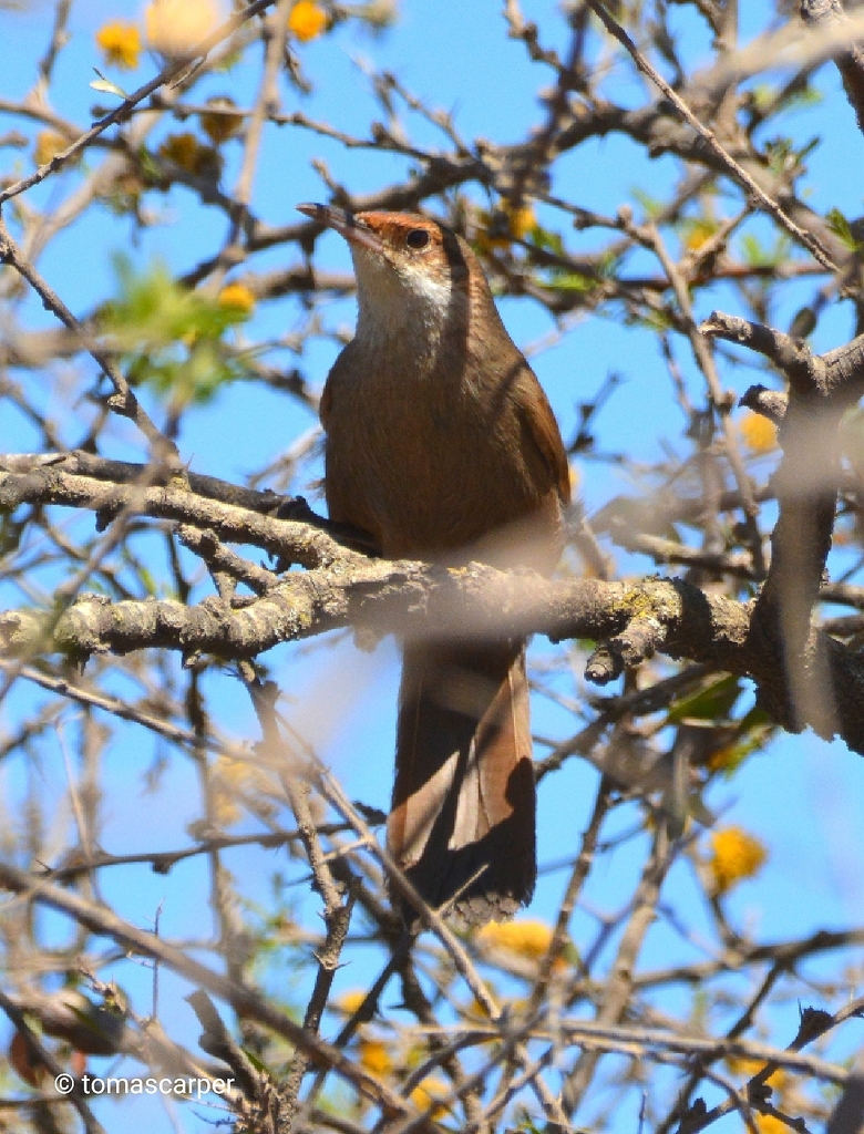 Chaco Earthcreeper