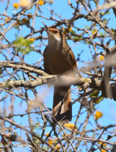 Chaco Earthcreeper