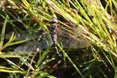 Aeshna tuberculifera