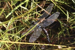 Aeshna tuberculifera