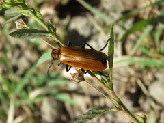 Pyrota nobilis