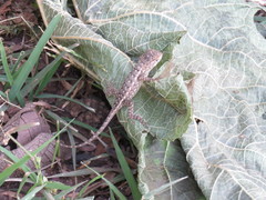 Sceloporus horridus oligoporus