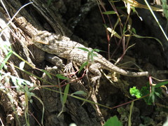 Sceloporus horridus oligoporus
