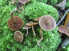 Cortinarius hemitrichus