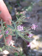 Stevia viscida