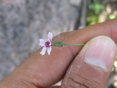 Bidens rostrata