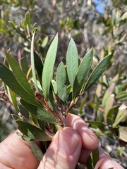 Melaleuca williamsii