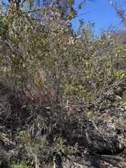 Melaleuca williamsii