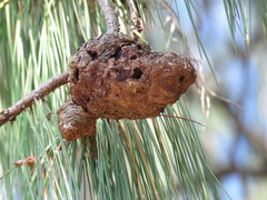 Cronartium conigenum