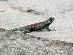 Sceloporus hunsakeri