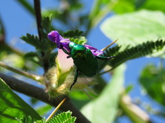 Calomacraspis splendens