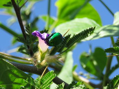 Calomacraspis splendens