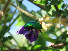 Calomacraspis splendens