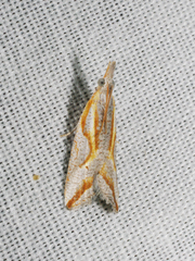 Arotrophora arcuatalis