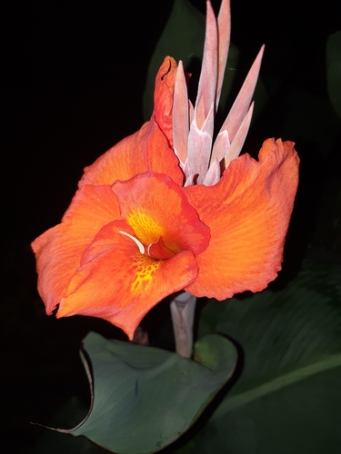 Canna × hybrida
