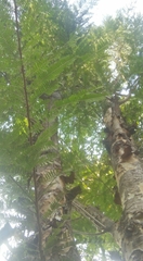 Phyllanthus emblica