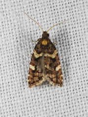 Asthenoptycha epiglypta