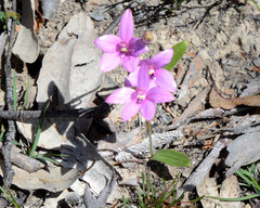 Elythranthera emarginata