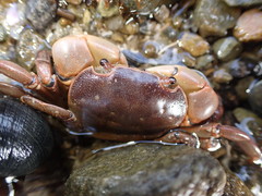 Cyclograpsus granulosus