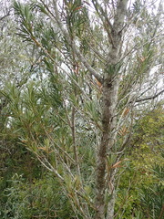 Podocarpus elongatus