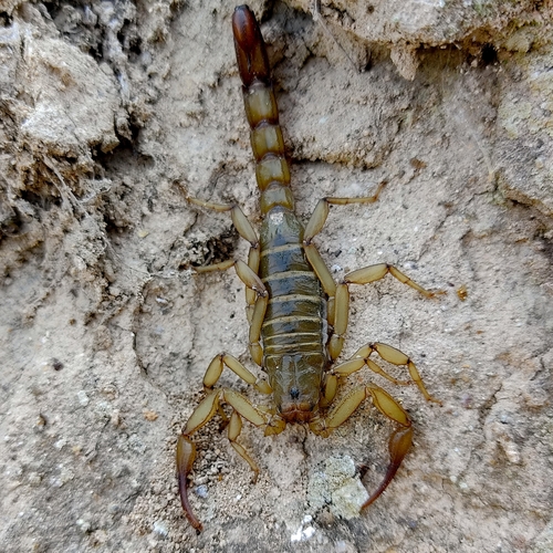 Franckeus nitidulus