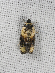 Asthenoptycha iriodes