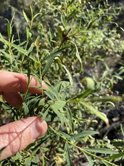 Pimelea linifolia linifolia