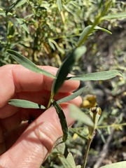 Pimelea linifolia linifolia