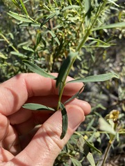 Pimelea linifolia linifolia