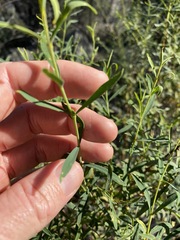 Pimelea linifolia linifolia