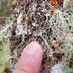 Erioderma pedicellatum