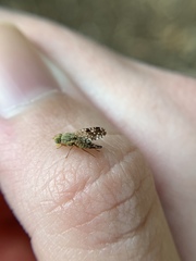 Neotephritis finalis