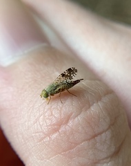 Neotephritis finalis