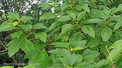 Ficus grossularioides