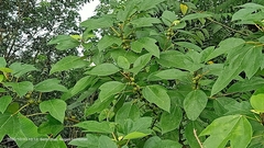Ficus grossularioides