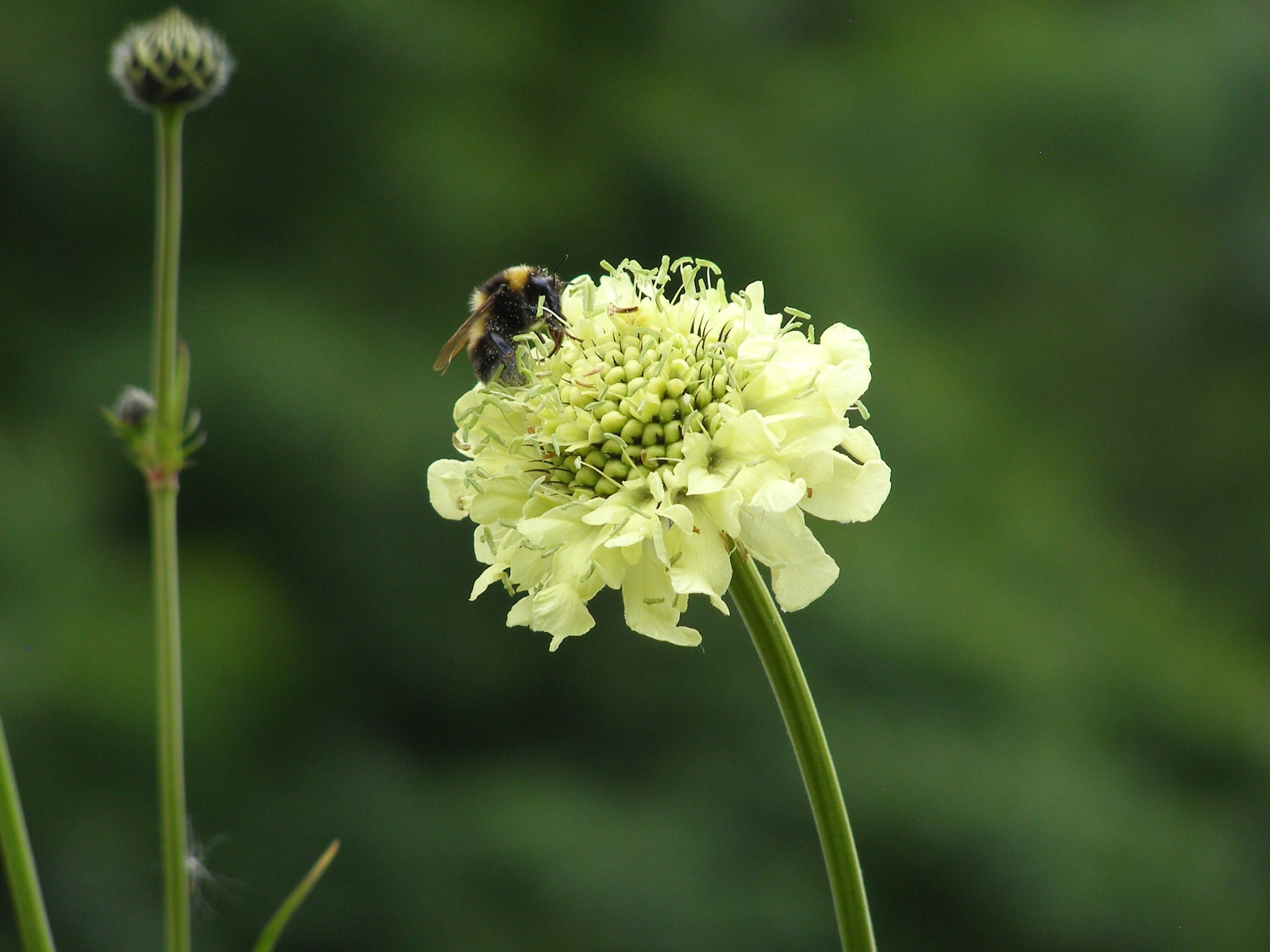 Cephalaria gigantea