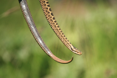 Vipera dinniki