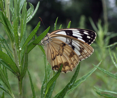 Melanargia halimede