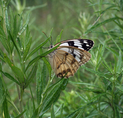 Melanargia halimede