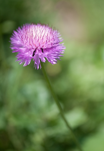 Centaurea moschata · NaturaLista Mexico