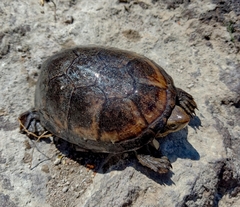Kinosternon hirtipes hirtipes